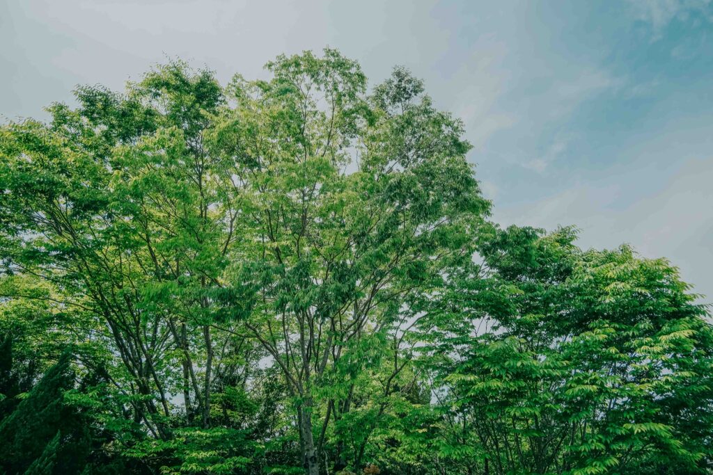 江津湖遊歩道の木漏れ日 6月撮影 熊本市風景写真
