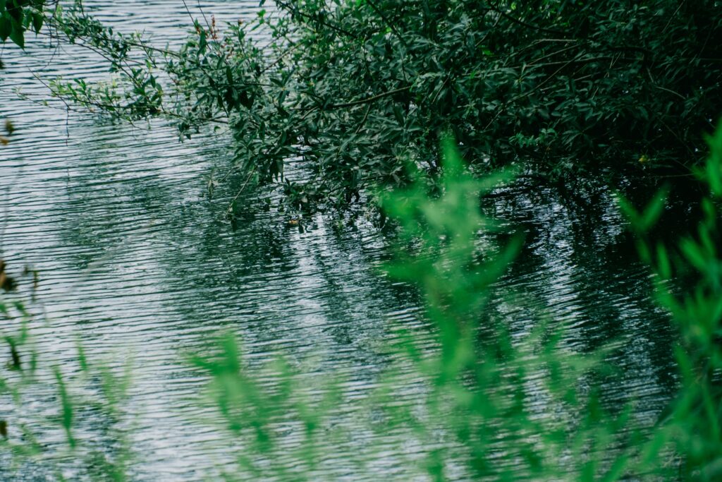 江津湖遊歩道の木漏れ日 6月撮影 熊本市風景写真　水辺
