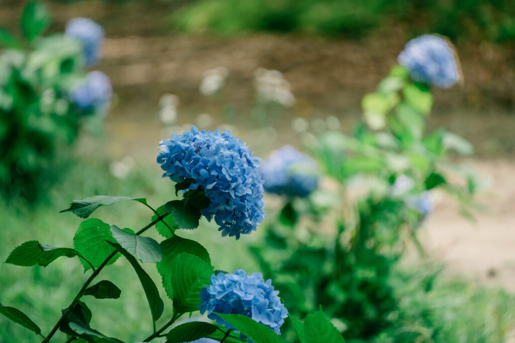 江津湖の紫陽花 6月の見頃撮影作例 熊本市　