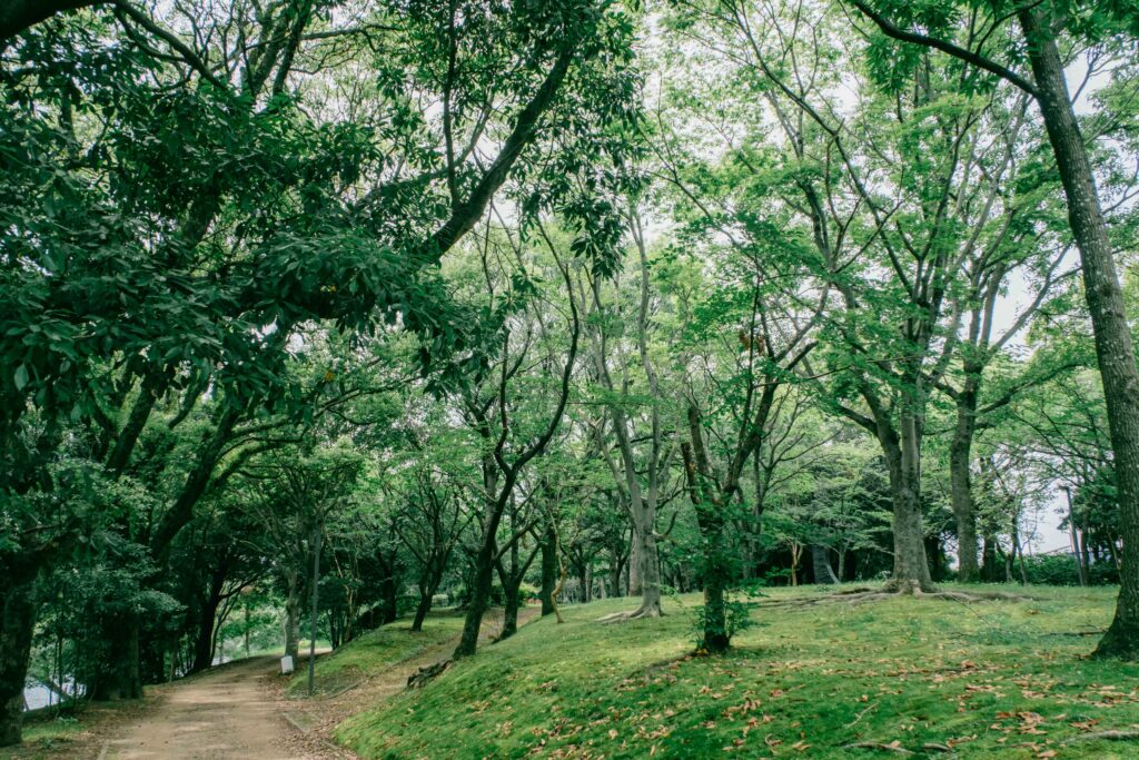 江津湖遊歩道の木漏れ日 6月撮影 熊本市風景写真　散歩