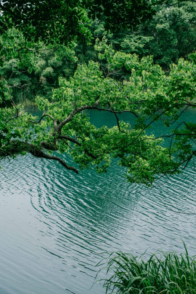 江津湖遊歩道の木漏れ日 6月撮影 熊本市風景写真　水面と木
