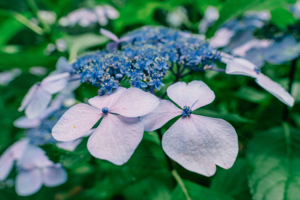 江津湖の紫陽花 6月の見頃撮影作例 熊本市　クローズアップ