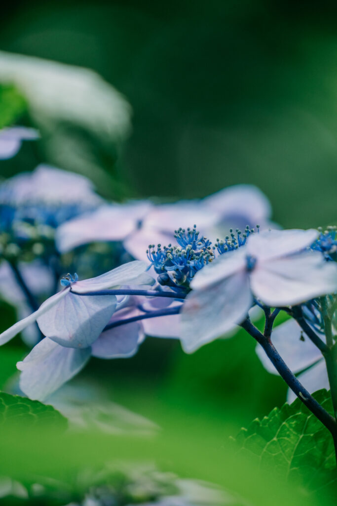 江津湖の紫陽花 6月の見頃撮影作例 熊本市　青