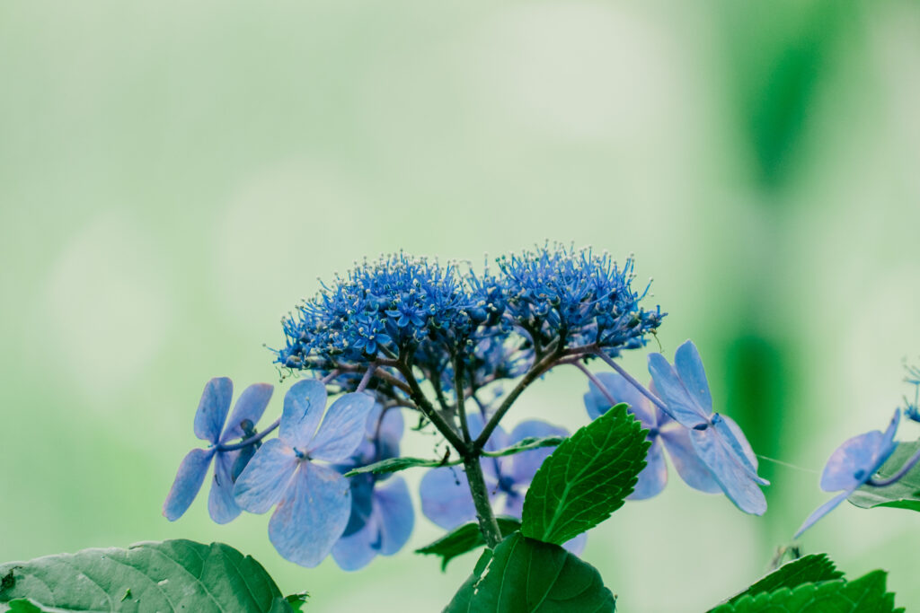 江津湖の紫陽花 6月の見頃撮影作例 熊本市　ボケ