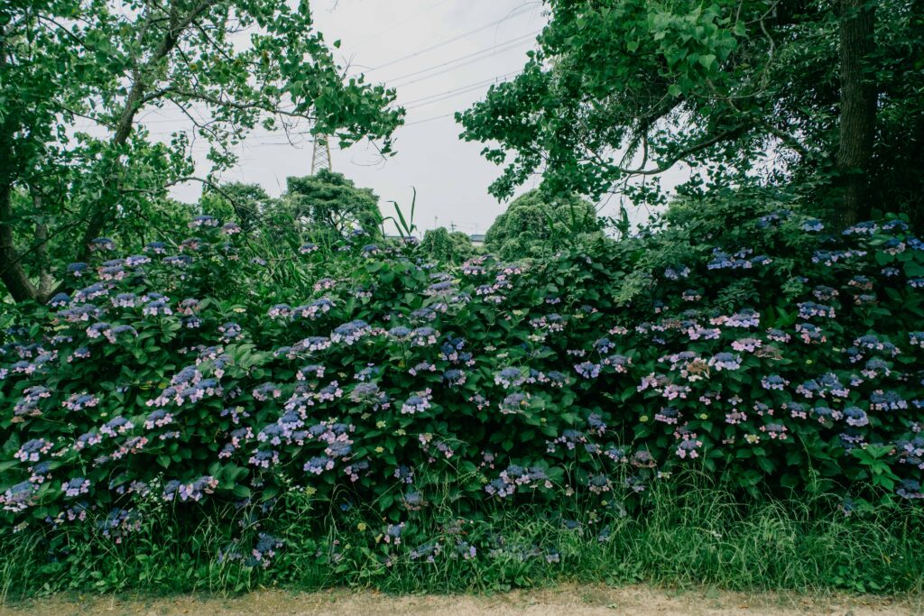 江津湖の紫陽花 6月の見頃撮影作例 熊本市　群生
