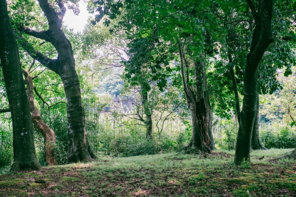 江津湖遊歩道の木漏れ日 6月撮影 熊本市風景写真　茂み
