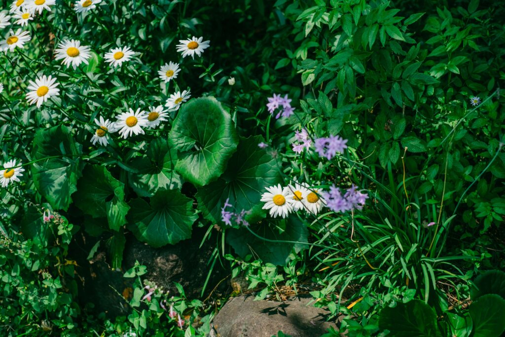 江津湖の紫陽花 6月の見頃撮影作例 熊本市　花