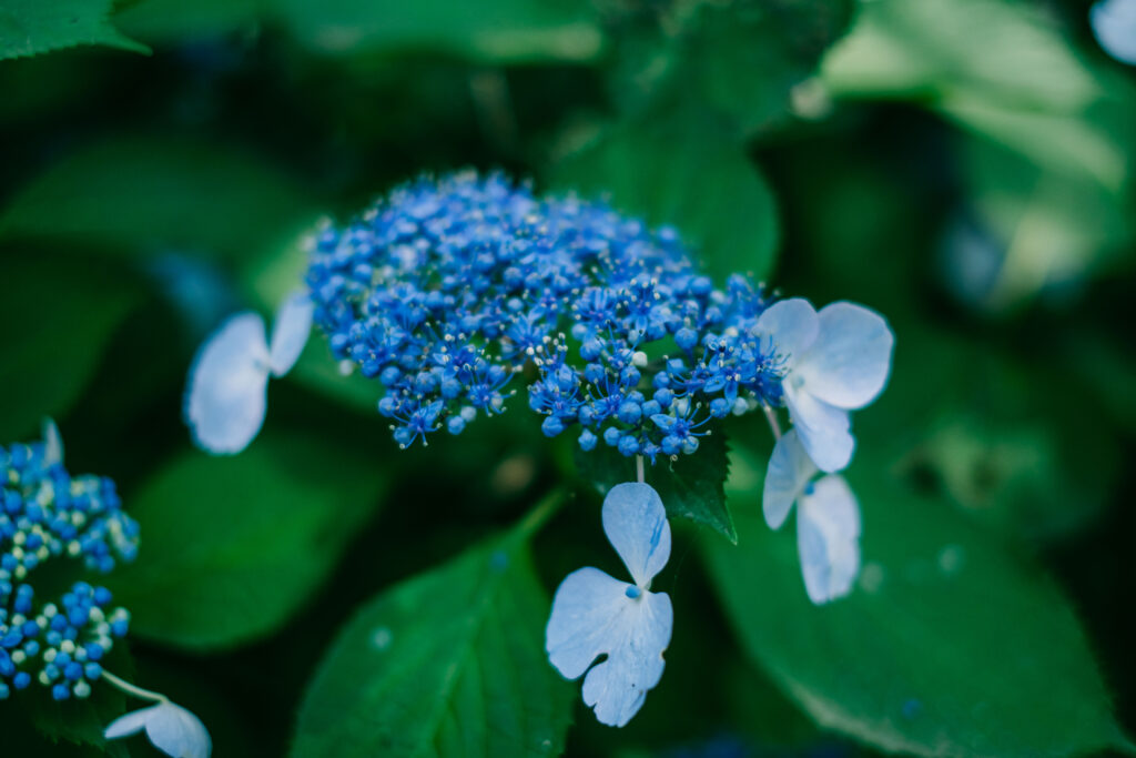 江津湖の紫陽花 6月の見頃撮影作例 熊本市　曇り