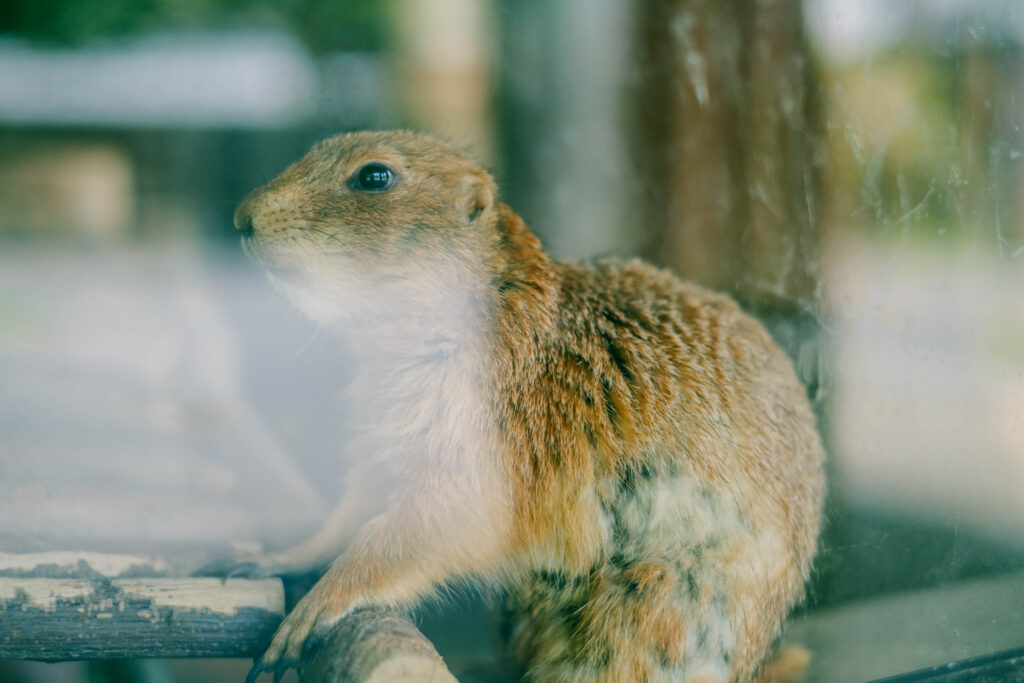 熊本市動植物園の動物撮影 TAMRON 18-300mm作例