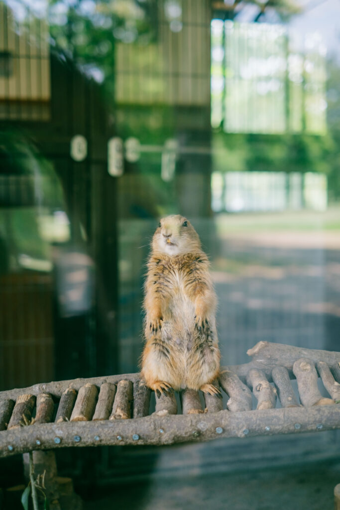 熊本市動植物園の動物撮影 TAMRON 18-300mm　作例　可愛い