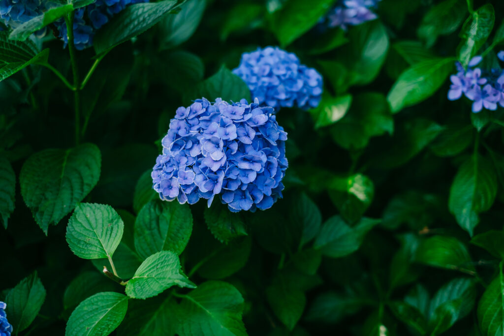 熊本市動植物園で撮影した6月の花の写真
