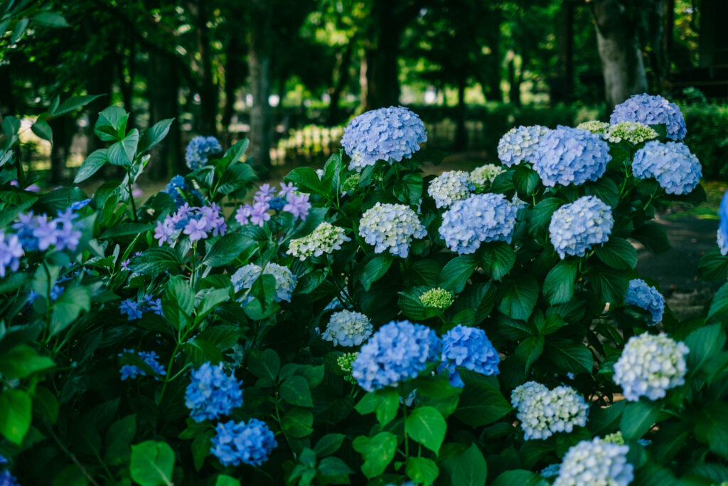 熊本市動植物園で撮影した6月の花の写真　紫陽花
