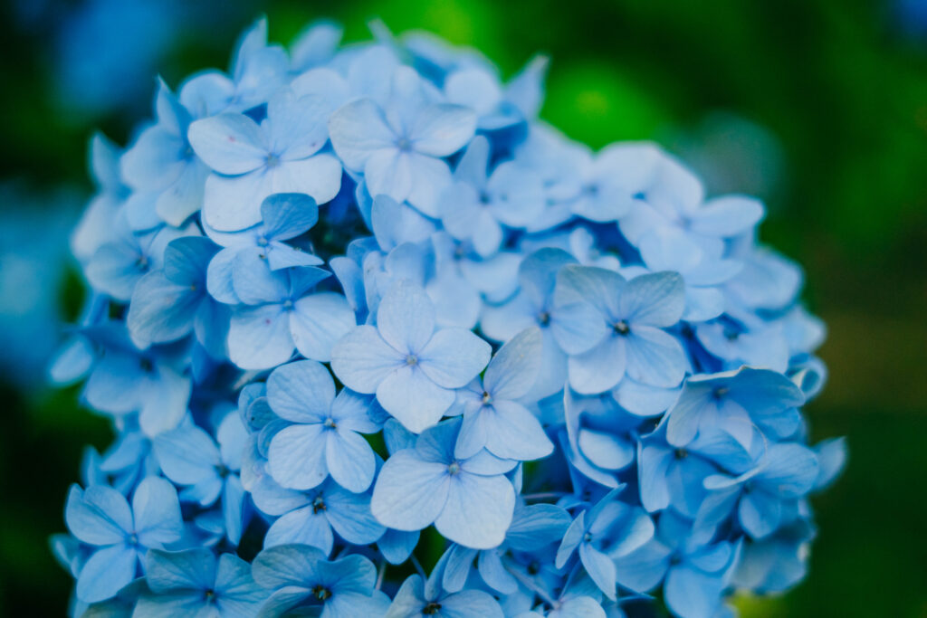 熊本市動植物園で撮影した6月の花の写真　紫陽花　クローズアップ