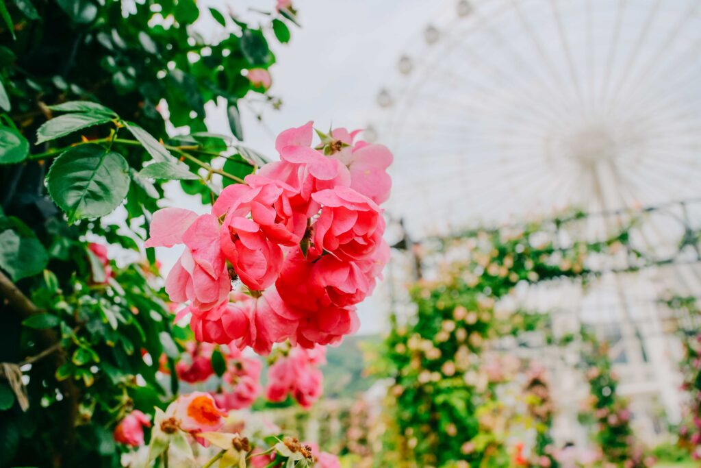 5月のハウステンボスで撮影した街歩きスナップ写真　花　クローズアップ