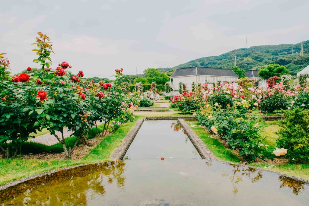 5月のハウステンボスで撮影した街歩きスナップ写真　バラ園