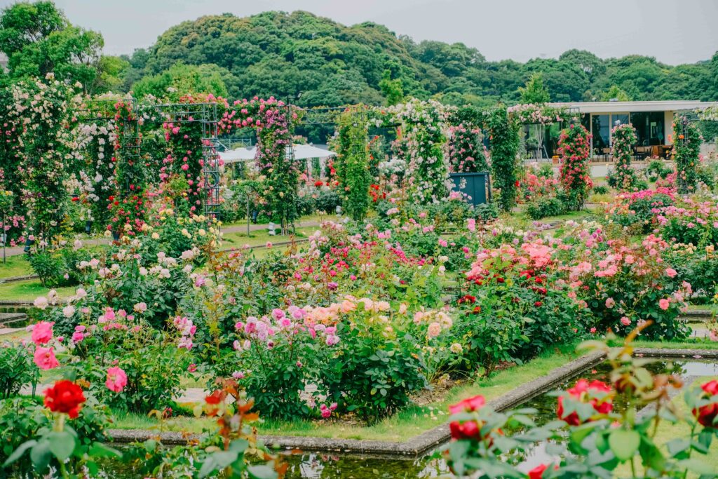 5月のハウステンボスで撮影した街歩きスナップ写真　バラ園　アーチ