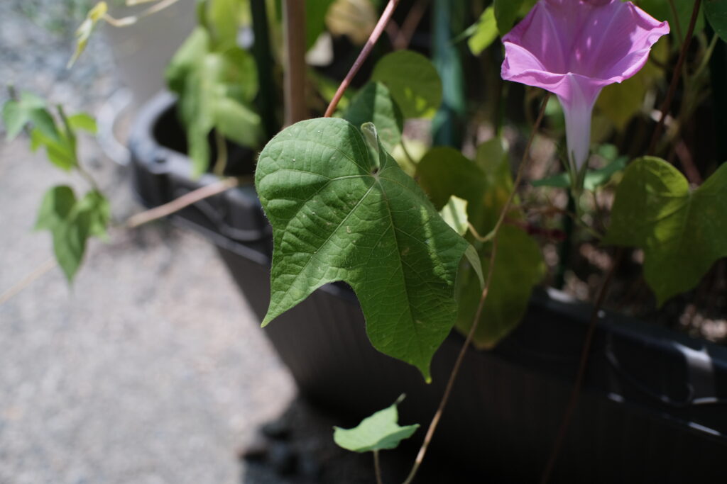 TTArtisan 25mm F2 C　作例　F4