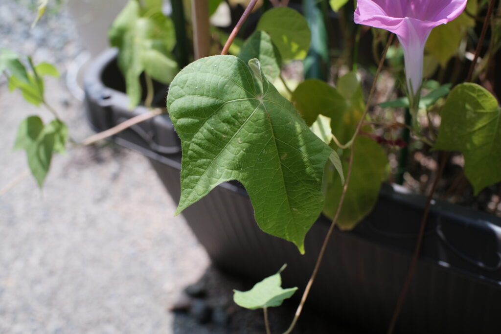 TTArtisan 25mm F2 C　作例　F5.6