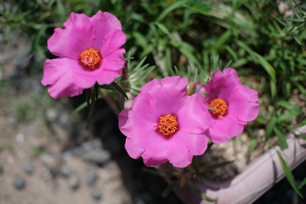 TTArtisan 25mm F2 C　作例　 花