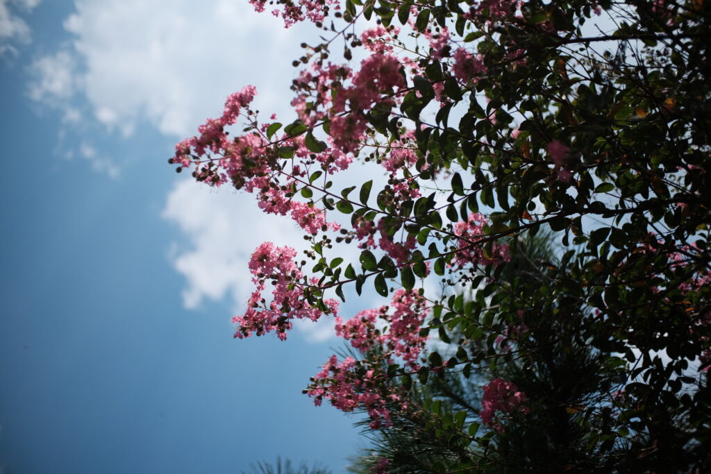 TTArtisan 25mm F2 C　作例　F2　解放　花