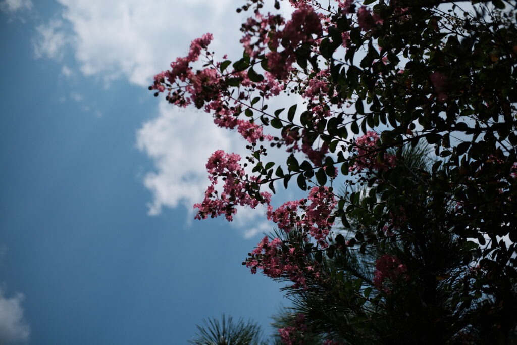 TTArtisan 25mm F2 C　作例　F2.8　 花