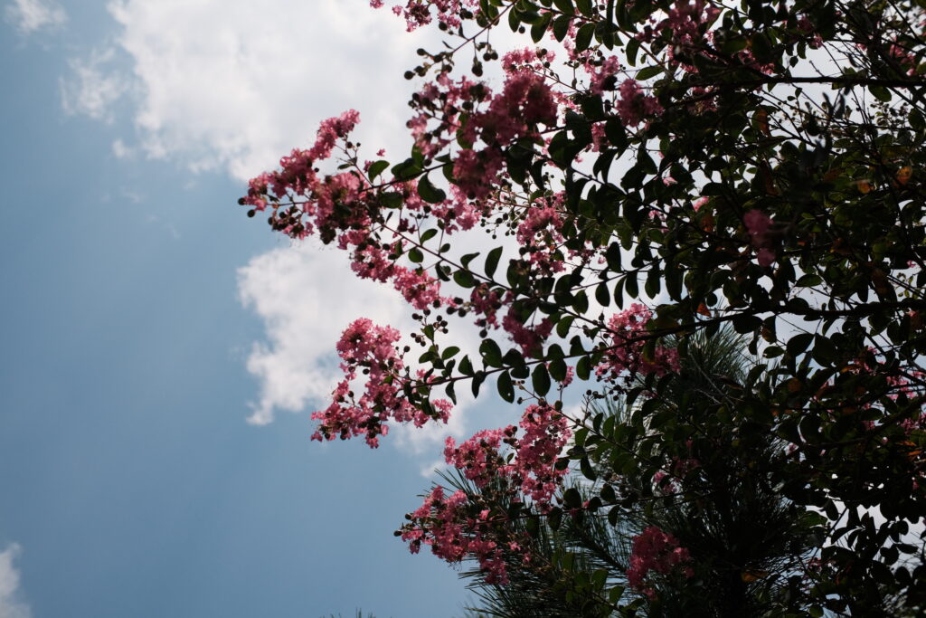 TTArtisan 25mm F2 C　作例　F4　 花