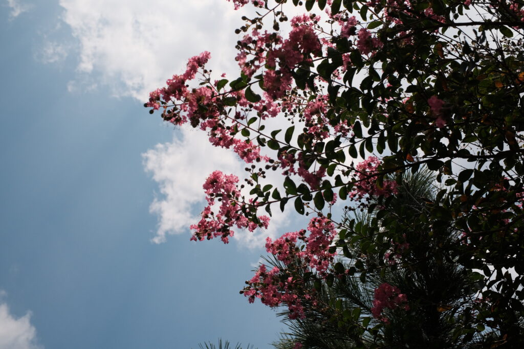 TTArtisan 25mm F2 C　作例　F5.6　 花