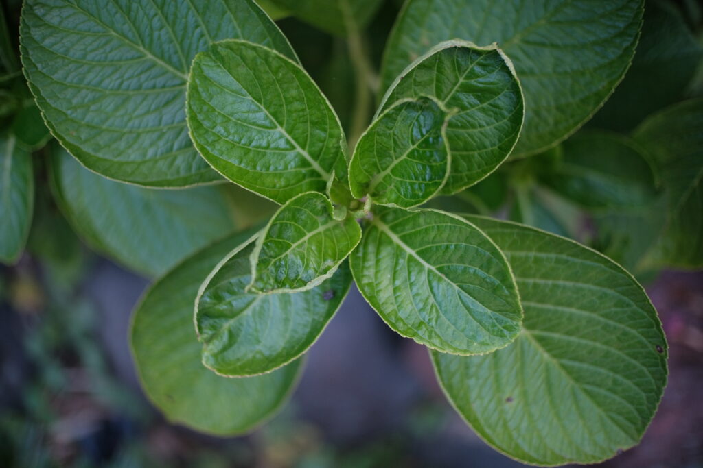 TTArtisan 25mm F2 C　作例　葉