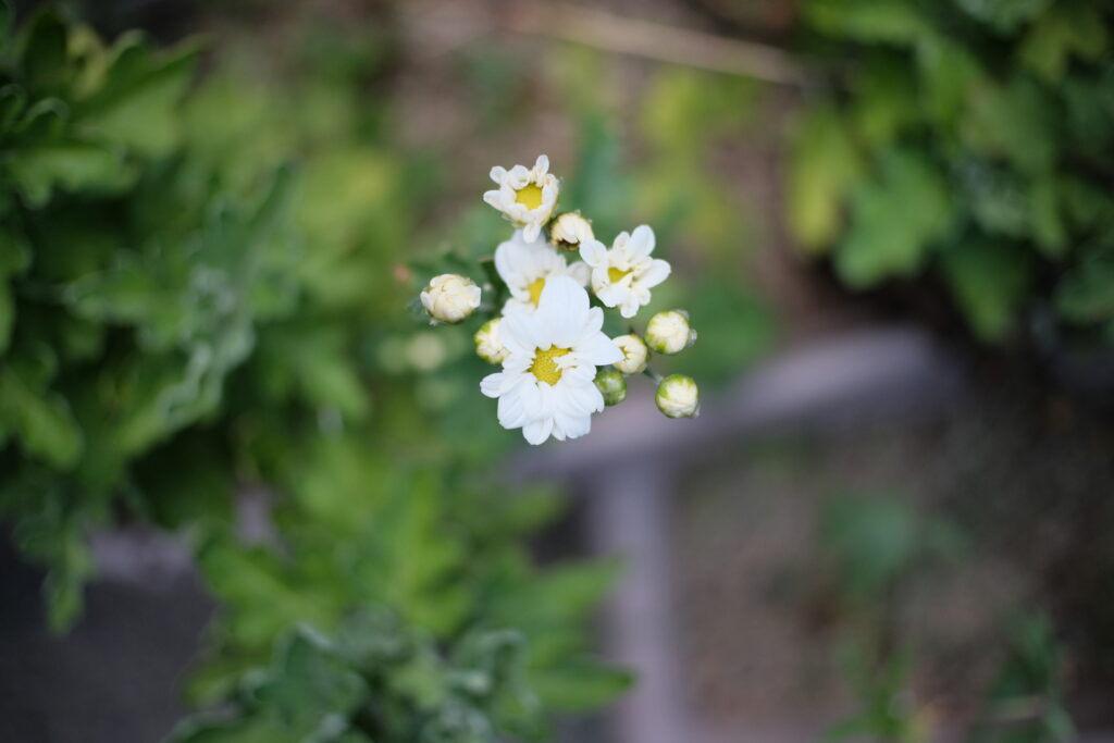 TTArtisan 25mm F2 C　作例　白い花