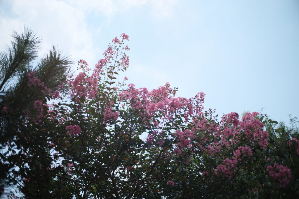 TTArtisan 25mm F2 C　作例　空のある風景