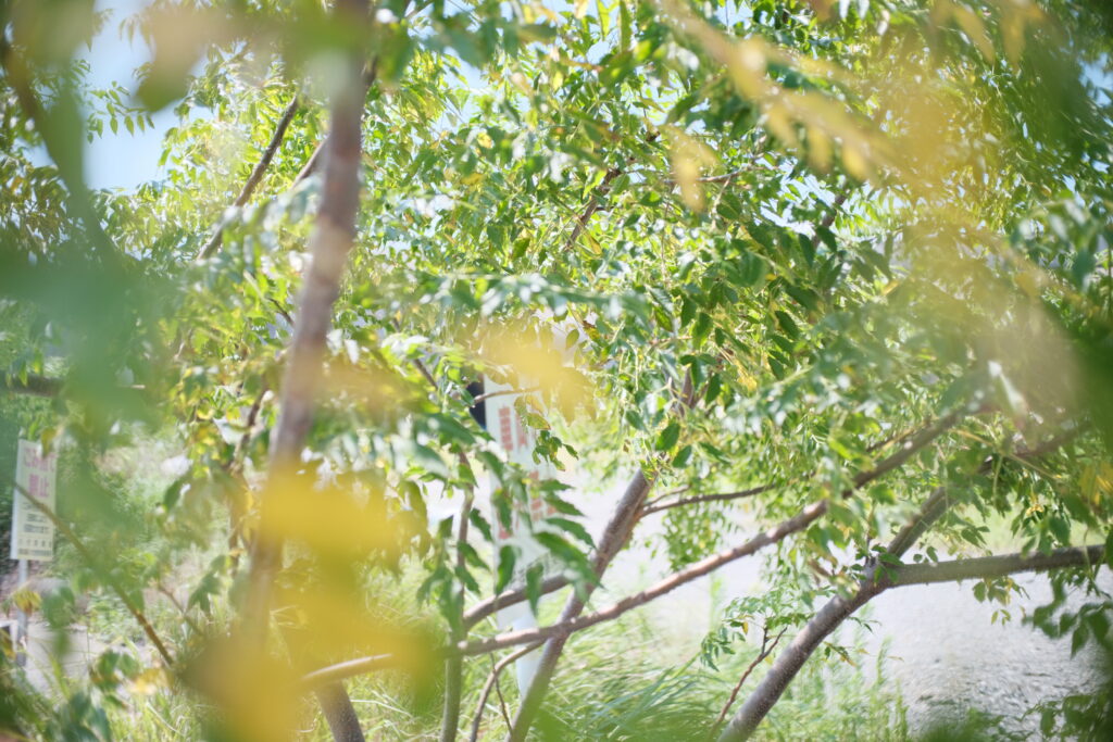 TTArtisan 25mm F2 C　作例　葉　新緑