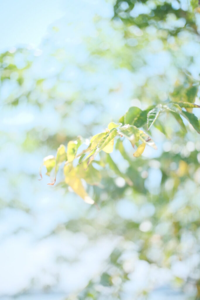 TTArtisan 25mm F2 C　作例　葉　ボケの表現