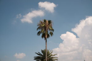 TTArtisan 25mm F2 Cの作例。開放F2で撮影したスナップ写真