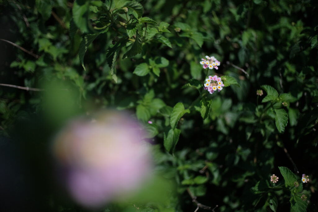 TTArtisan 25mm F2 C　作例　花　ボケ