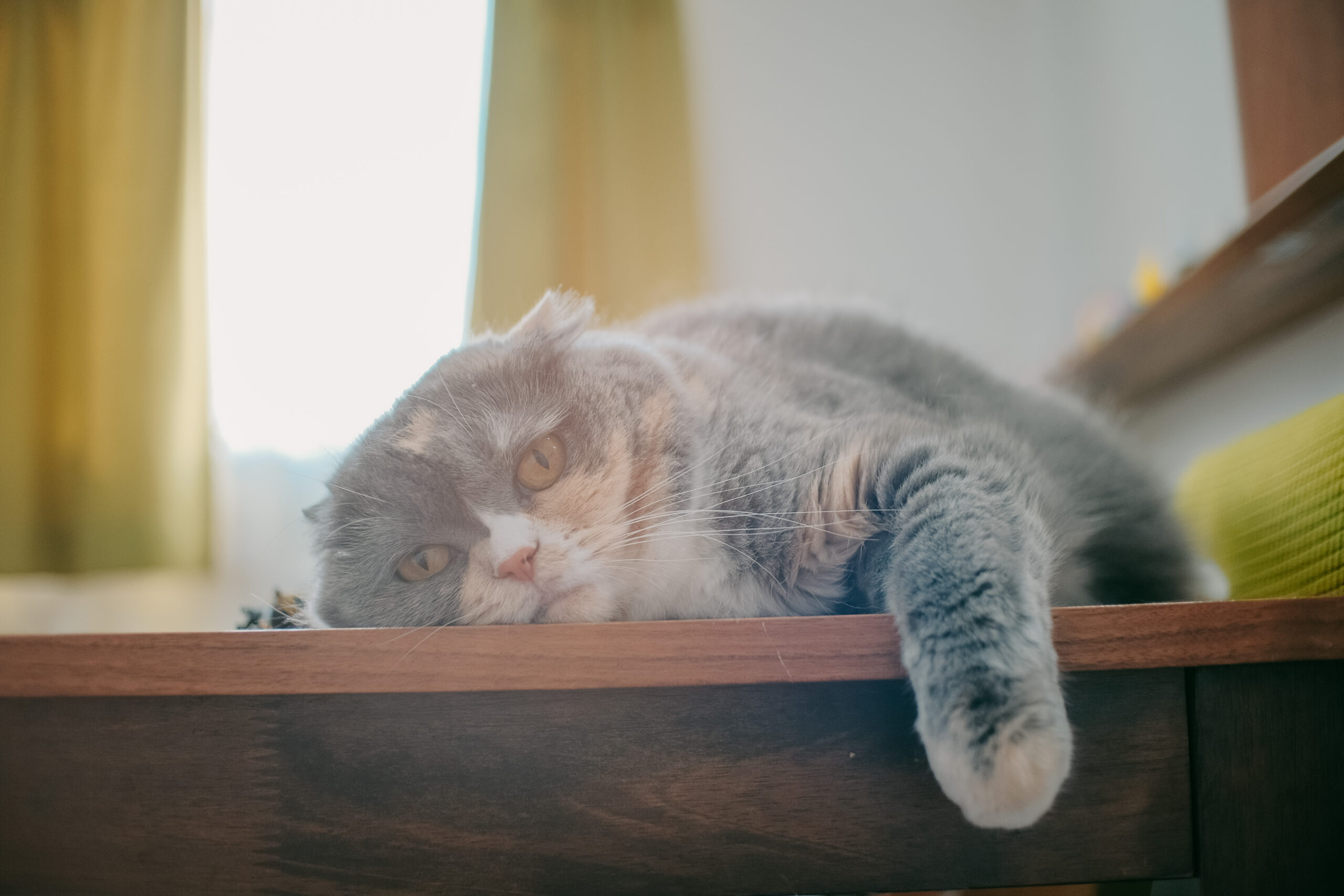 猫を可愛く撮る撮影テクニックの作例写真