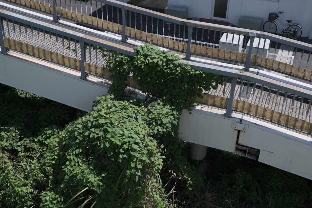 Tokina atx-m 33mm F1.4 X 作例 日常スナップ 自然な描写