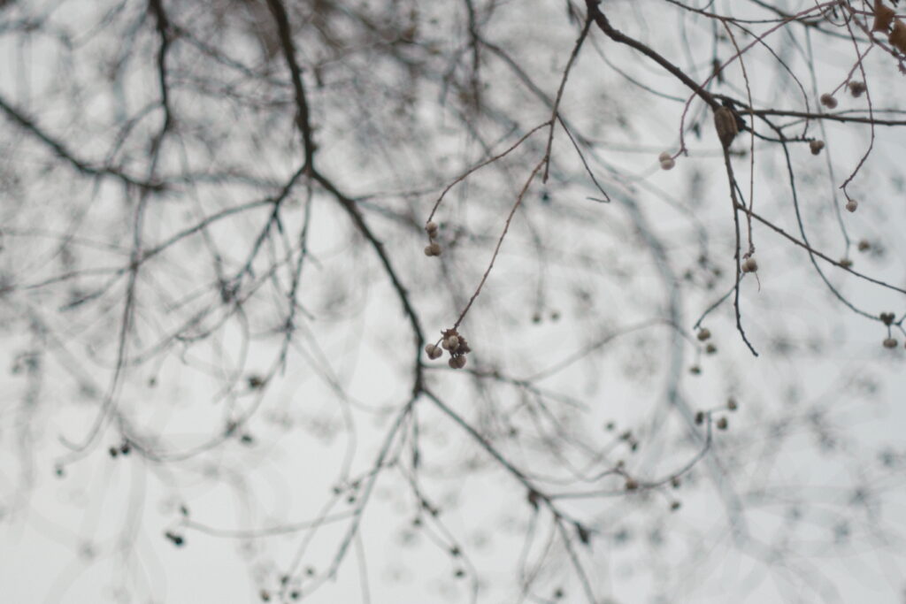 曇り空の柔らかい光作例