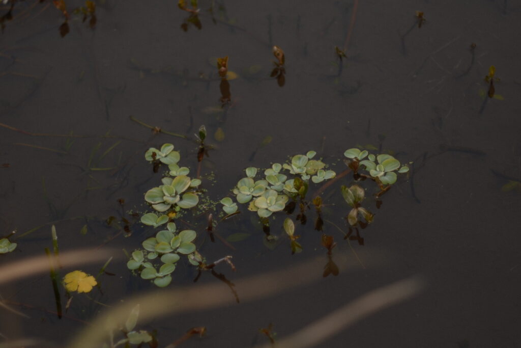 曇り空の柔らかい光作例 水面の葉