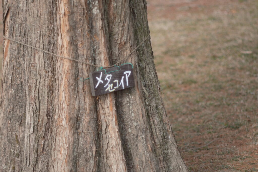 曇り空の柔らかい光作例 メタセコイアの札