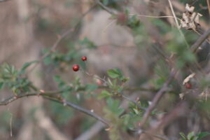 FUJINON 55mm F1.8 作例レビュー写真