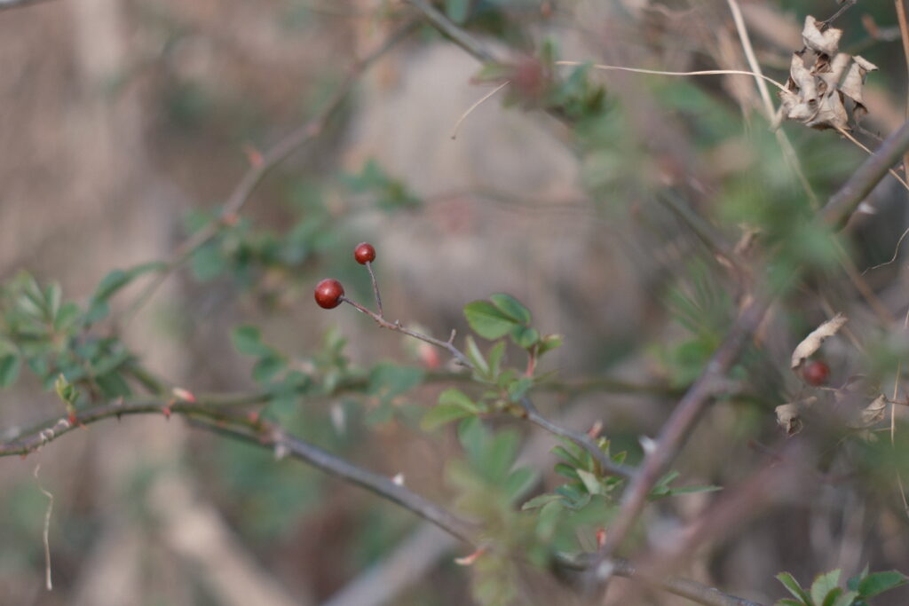 55mm F1.8で撮る前景ボケ写真