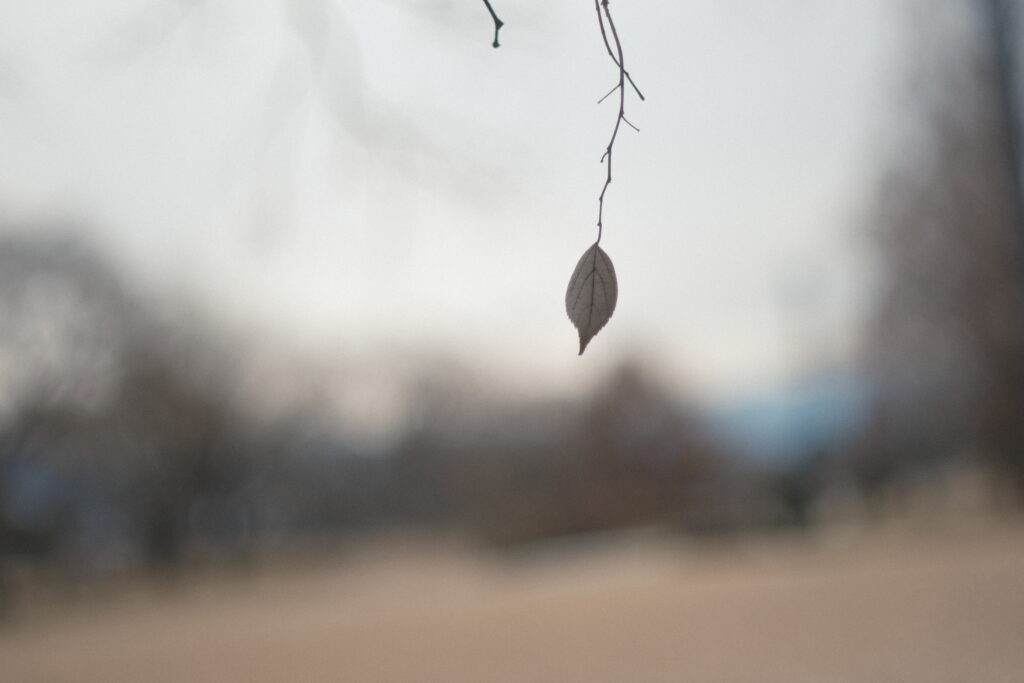 逆光で撮るFUJINON 55mm F1.8 作例