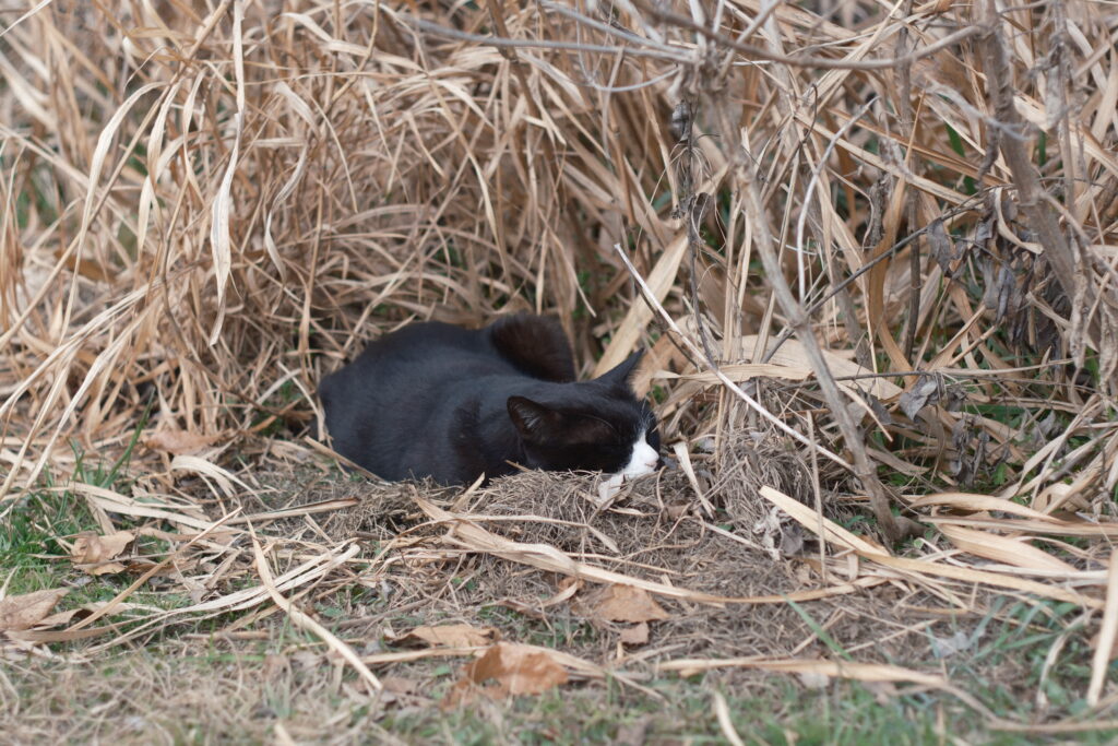 曇り空の柔らかい光作例 猫