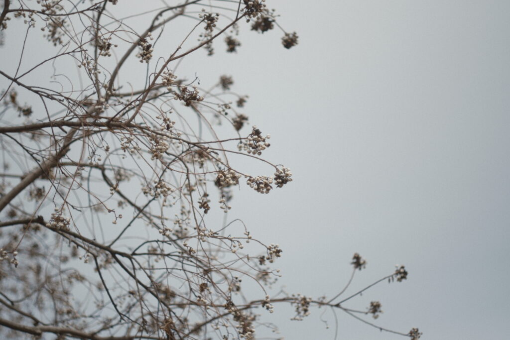 曇り空の柔らかい光作例 植物