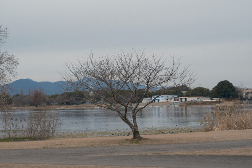 自然光を背景にした55mm 作例