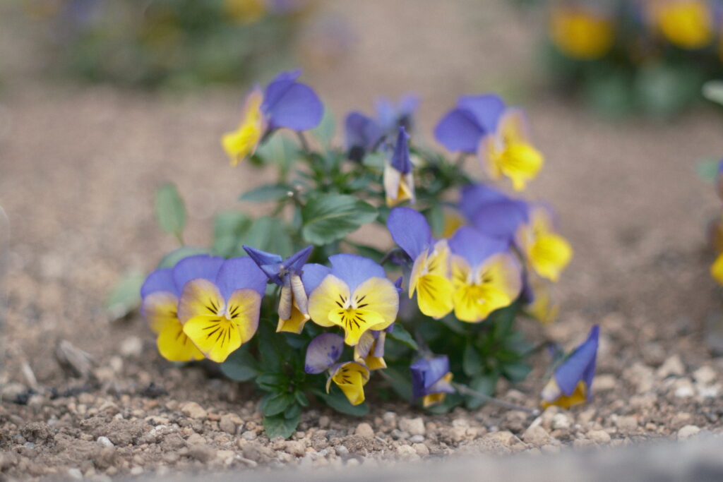 FUJINON 55mm F1.8 開放 作例