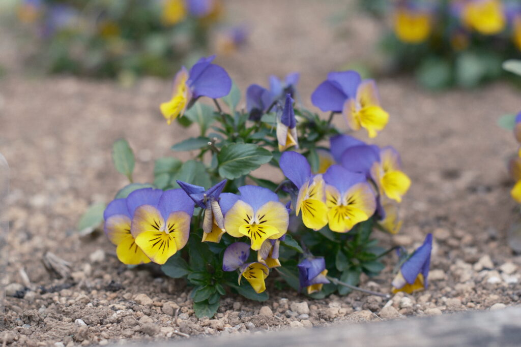 FUJINON 55mm F1.8 F4の作例