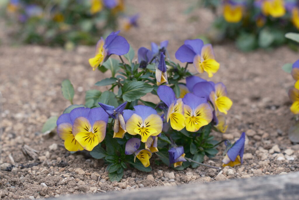 FUJINON 55mm F1.8 F5の作例