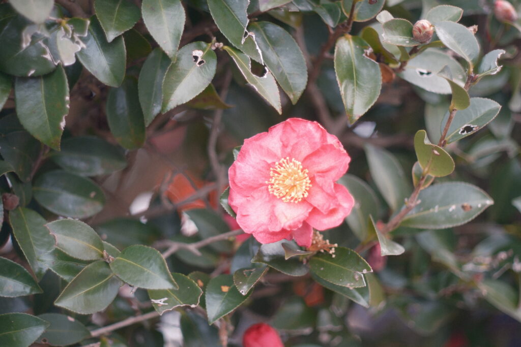 色乗りを示す55mm 作例写真